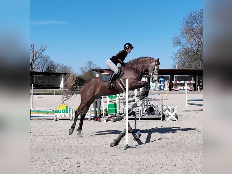 Warmblood checo Yegua 5 años 164 cm Tordo in Prague
