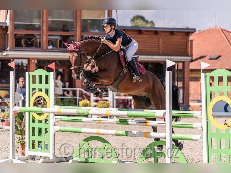 Warmblood checo Yegua 5 años 167 cm Castaño in Olomouc