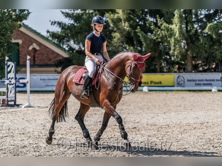 Warmblood checo Yegua 5 años 167 cm Castaño in Olomouc