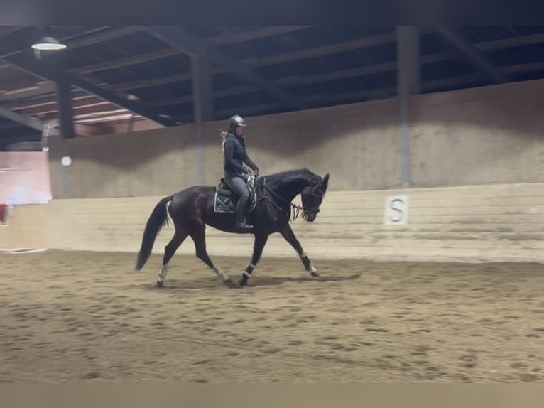 Warmblood checo Yegua 5 años 170 cm Castaño oscuro in Pelmberg