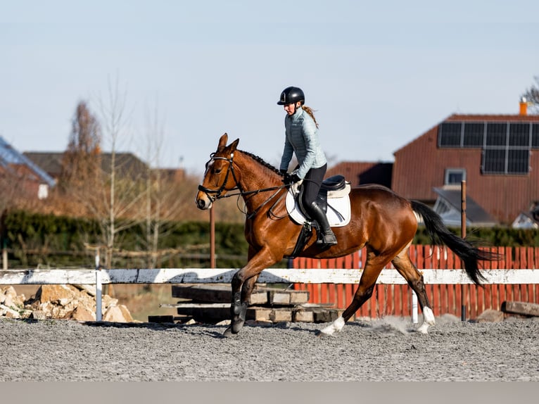 Warmblood checo Yegua 5 años Castaño in Prague