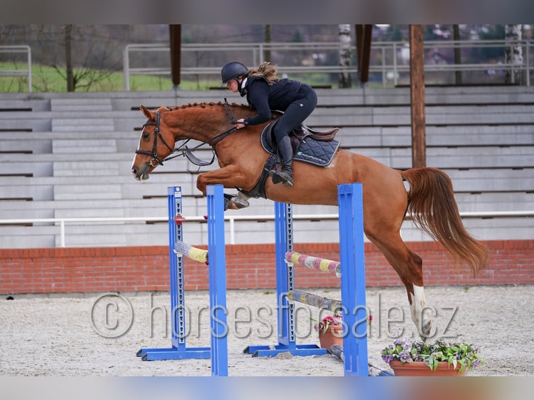 Warmblood checo Yegua 6 años 163 cm Alazán in Tyn nad Vltavou