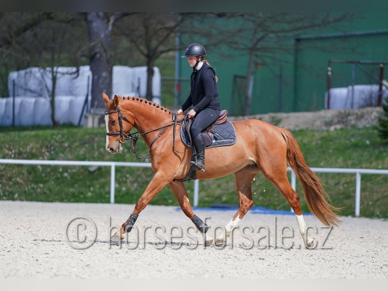 Warmblood checo Yegua 6 años 163 cm Alazán in Tyn nad Vltavou