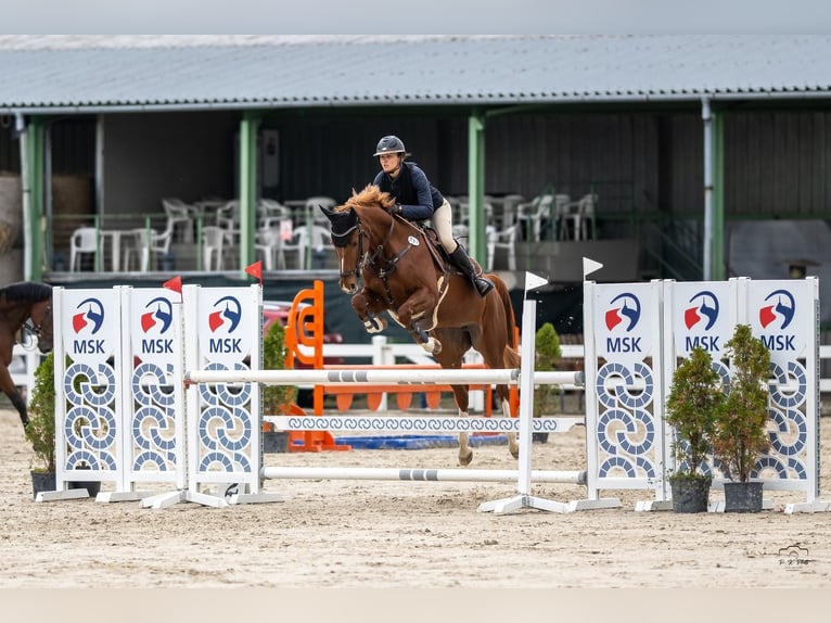 Warmblood checo Yegua 6 años 165 cm Castaño in Zduchovice