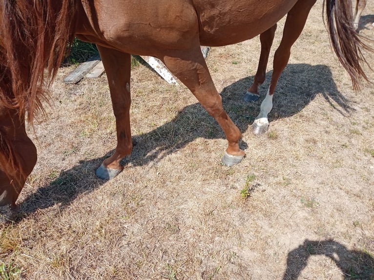 Warmblood checo Yegua 6 años 167 cm Alazán in Furth im Wald