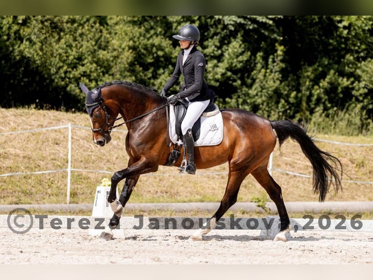 Warmblood checo Yegua 6 años 167 cm Castaño in Sušice