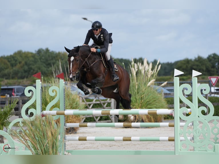 Warmblood checo Yegua 6 años 167 cm Castaño in Vitry-sur-Seine