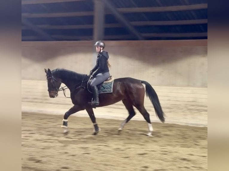 Warmblood checo Yegua 6 años 170 cm Castaño oscuro in Pelmberg