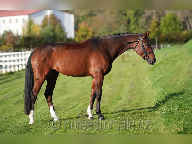 Warmblood checo Yegua 6 años 171 cm Castaño in Olomouc