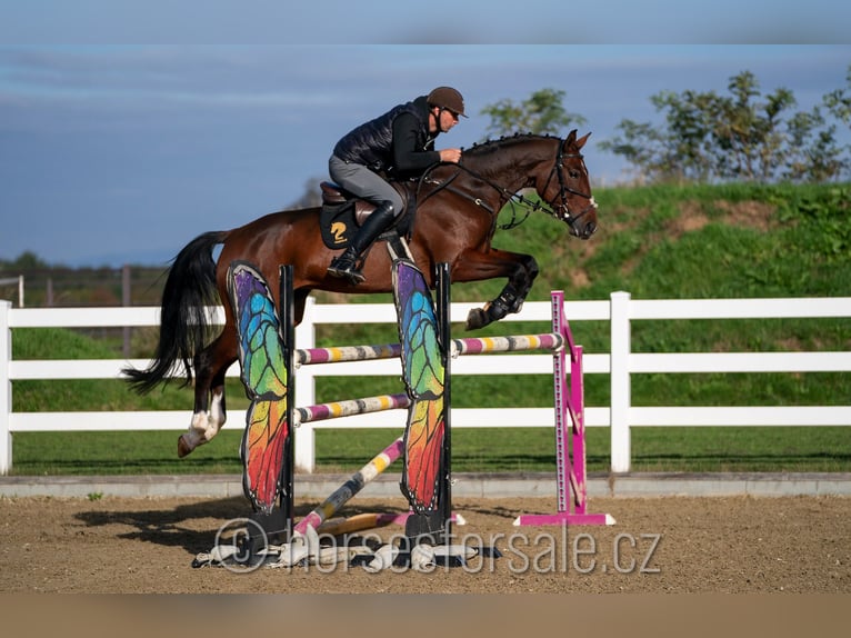 Warmblood checo Yegua 6 años 171 cm Castaño in Olomouc