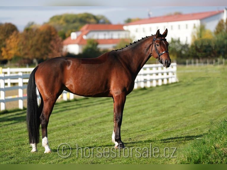 Warmblood checo Yegua 6 años 171 cm Castaño in Olomouc