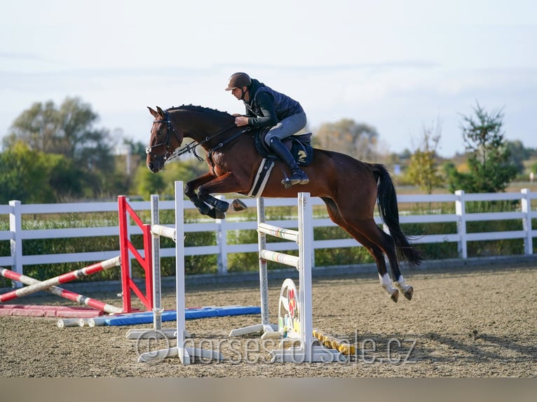 Warmblood checo Yegua 6 años 171 cm Castaño in Olomouc