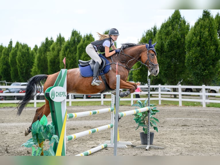 Warmblood checo Yegua 6 años 173 cm Castaño in Brno