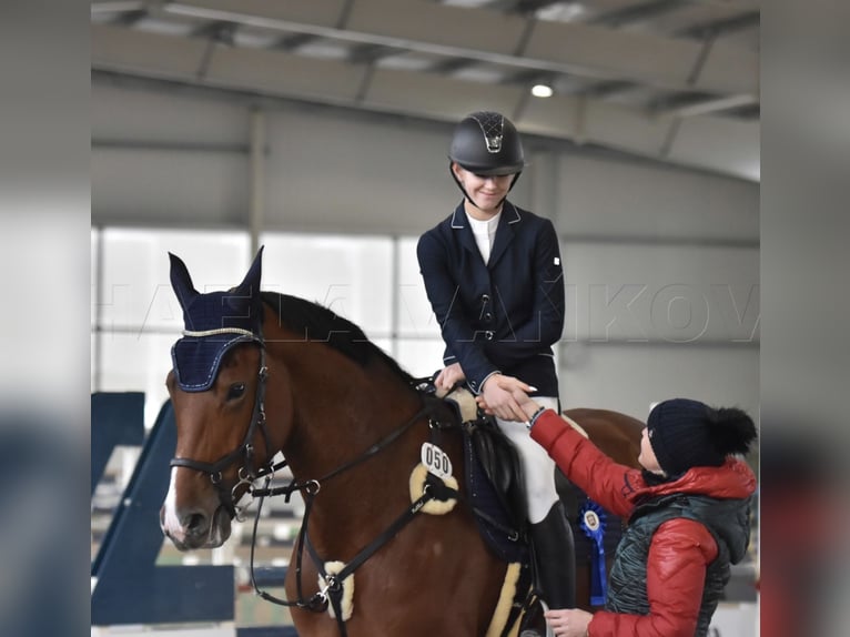 Warmblood checo Yegua 6 años 173 cm Castaño in Brno