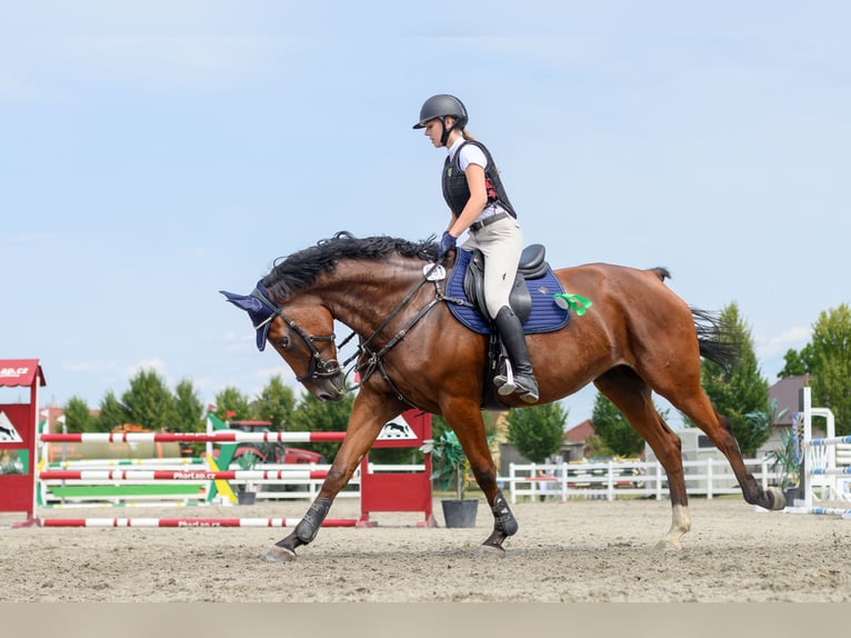 Warmblood checo Yegua 6 años 173 cm Castaño in Brno