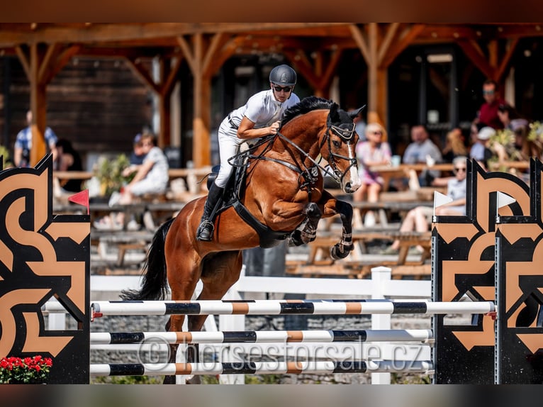 Warmblood checo Yegua 6 años 174 cm Castaño in 1 Stunde von Prag