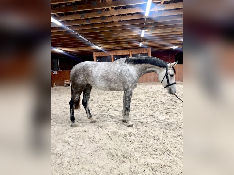 Warmblood checo Yegua 6 años 174 cm Tordo in Karlovy Vary