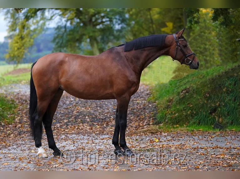 Warmblood checo Yegua 6 años 177 cm Castaño in Region Prag