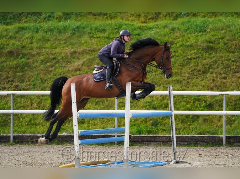 Warmblood checo Yegua 6 años 177 cm Castaño in Region Prag