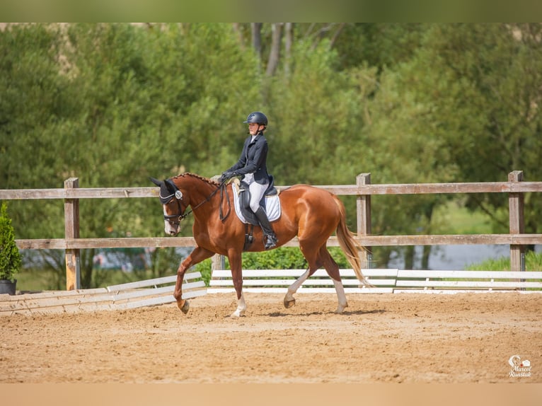 Warmblood checo Yegua 6 años Alazán-tostado in Ostrava