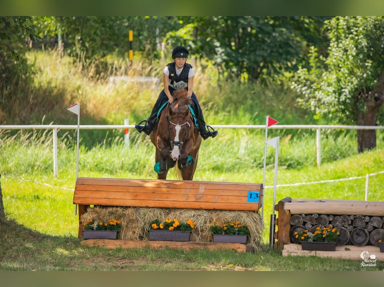 Warmblood checo Yegua 6 años Alazán-tostado in Ostrava