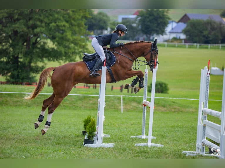 Warmblood checo Yegua 6 años Alazán-tostado in Ostrava