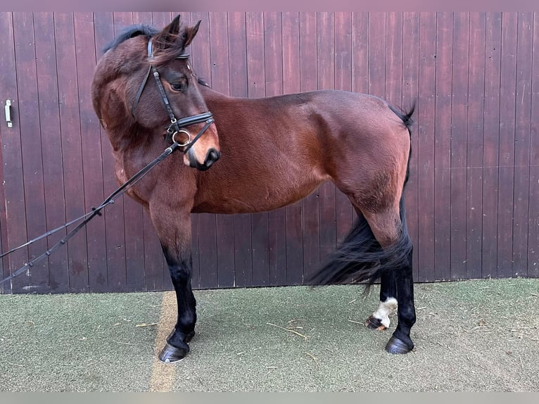 Warmblood checo Yegua 7 años 163 cm Castaño in Neustadt in Sachsen