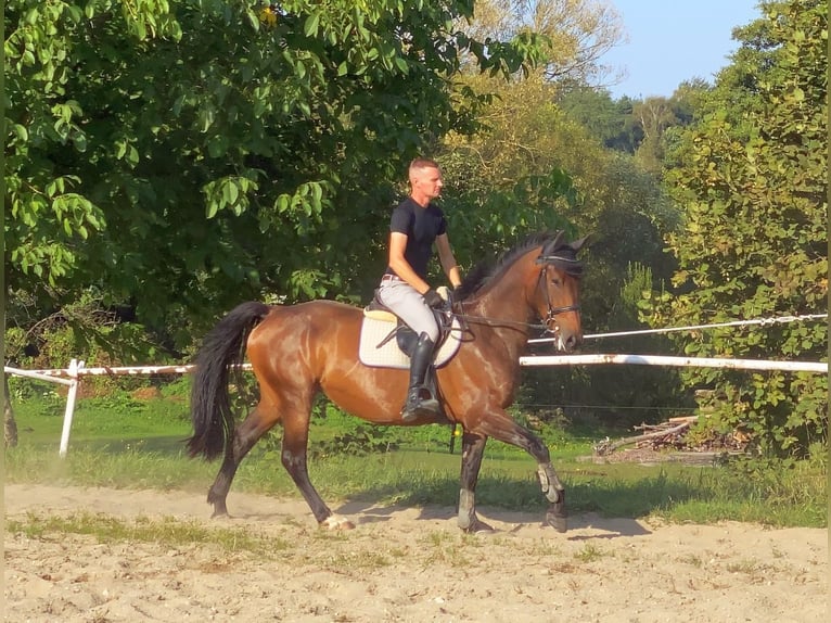 Warmblood checo Yegua 7 años 163 cm Castaño in Neustadt in Sachsen