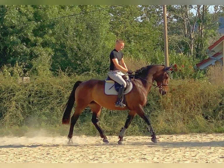 Warmblood checo Yegua 7 años 163 cm Castaño in Neustadt in Sachsen