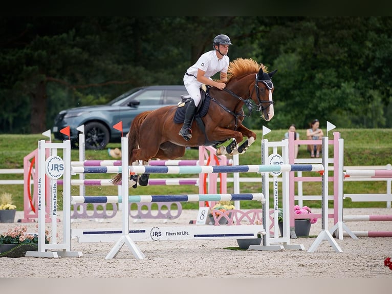 Warmblood checo Yegua 7 años 165 cm Alazán-tostado in Zruč nad Sázavou