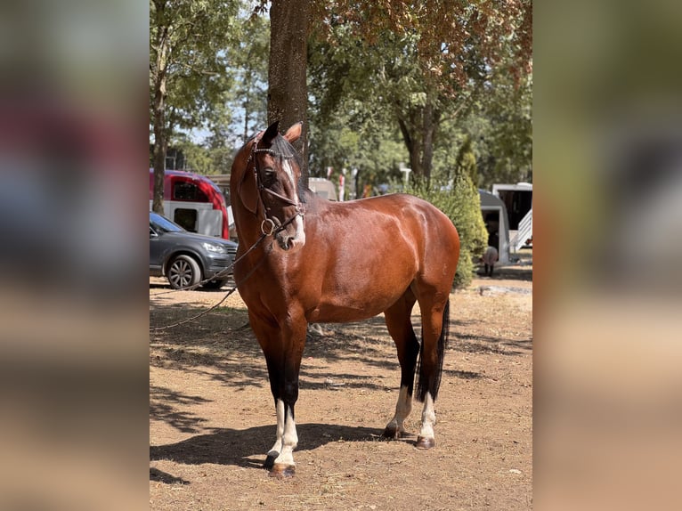 Warmblood checo Yegua 7 años 165 cm Castaño in Schlins