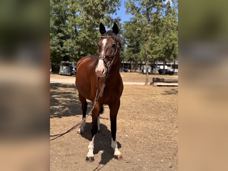 Warmblood checo Yegua 7 años 165 cm Castaño in Schlins
