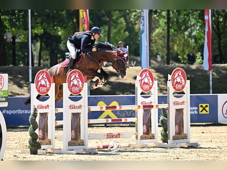 Warmblood checo Yegua 7 años 165 cm Castaño in Schlins