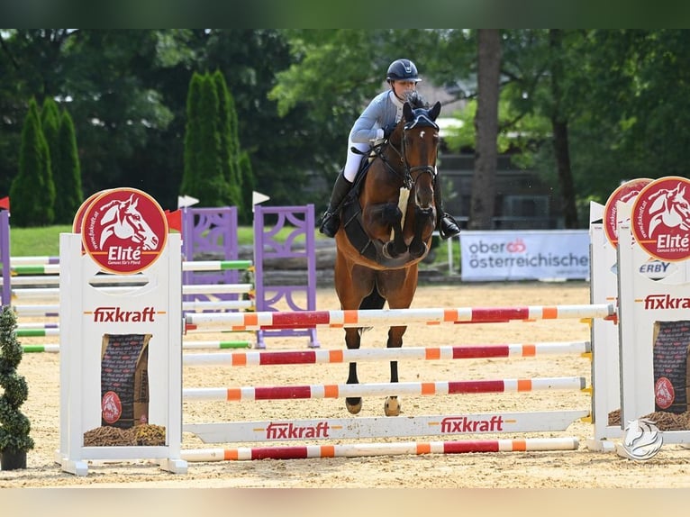 Warmblood checo Yegua 7 años 169 cm Castaño in Loiching