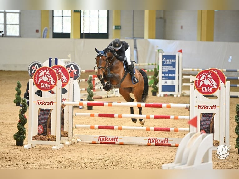 Warmblood checo Yegua 7 años 169 cm Castaño in Loiching