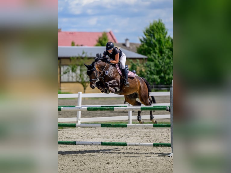 Warmblood checo Yegua 8 años 160 cm Castaño rojizo in Bělov