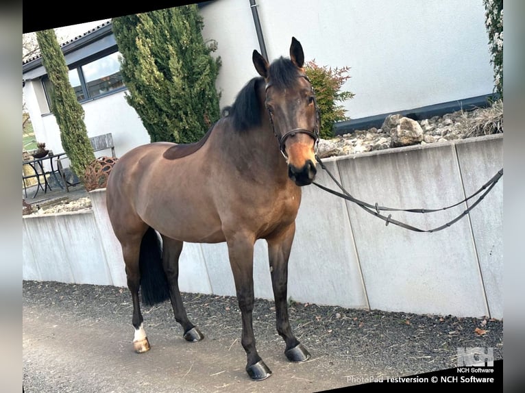 Warmblood checo Yegua 8 años 163 cm Castaño in Tiefenthal