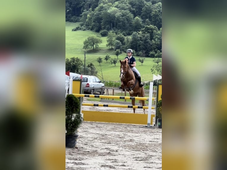 Warmblood checo Yegua 8 años 168 cm Alazán in Oltingen