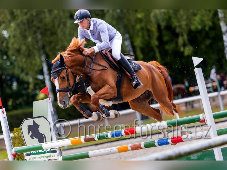 Warmblood checo Yegua 8 años 168 cm Alazán in Ceske Budejovice