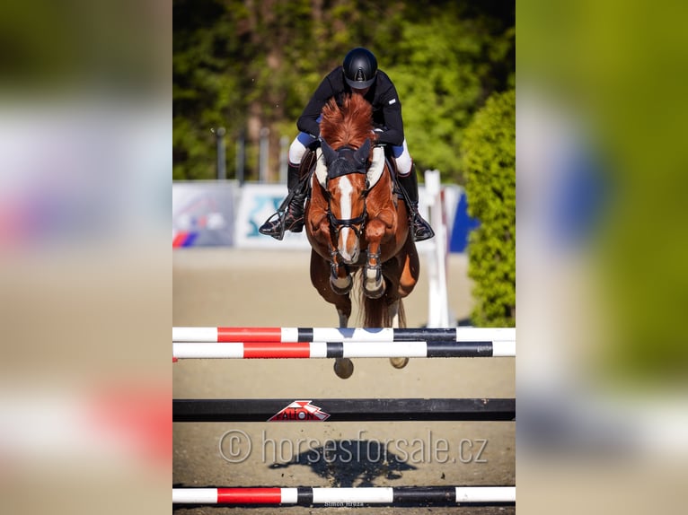 Warmblood checo Yegua 8 años 168 cm Alazán in Ceske Budejovice