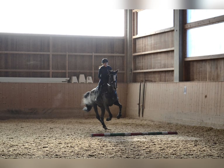 Warmblood checo Yegua 8 años 168 cm Negro in Salzburg