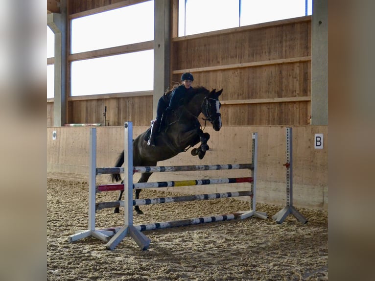 Warmblood checo Yegua 8 años 168 cm Negro in Salzburg