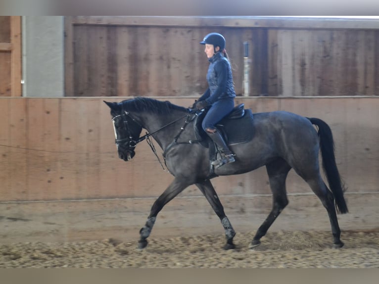 Warmblood checo Yegua 8 años 168 cm Negro in Salzburg