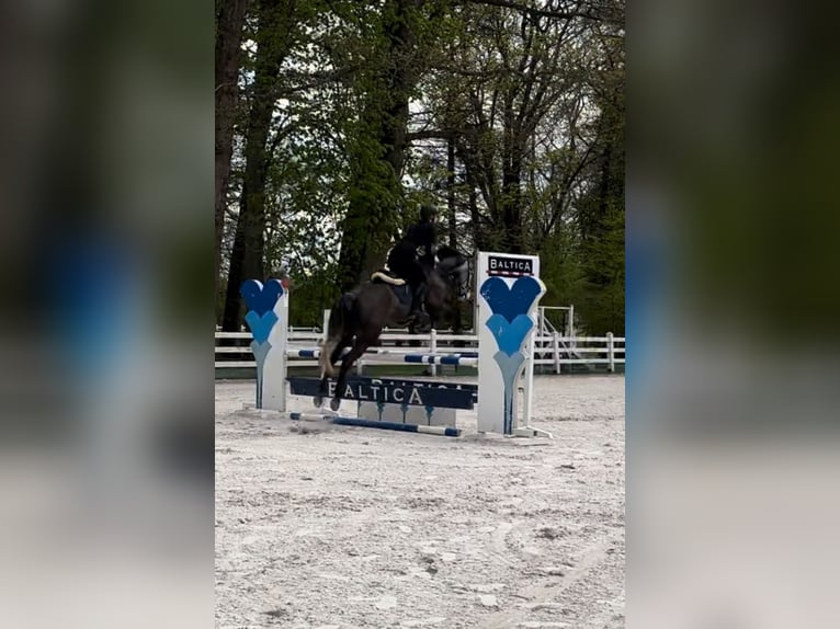 Warmblood checo Yegua 8 años 168 cm Tordo in Gdańsk