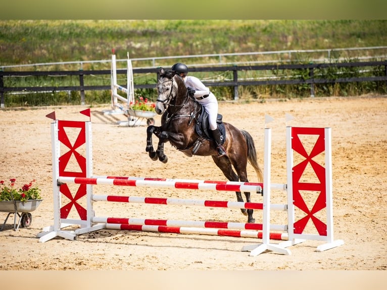 Warmblood checo Yegua 8 años 168 cm Tordo in Gdańsk