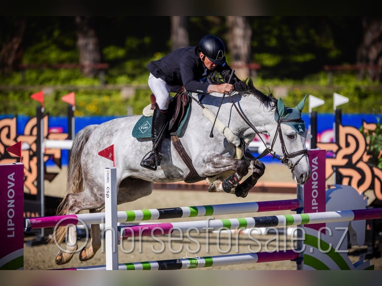 Warmblood checo Yegua 8 años 168 cm Tordo in Ceske Budejovice