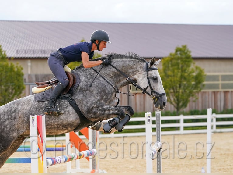 Warmblood checo Yegua 8 años 169 cm Tordo in 39301