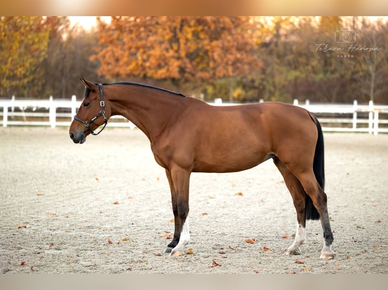 Warmblood checo Yegua 8 años 173 cm Castaño in Časlav, Czech Republic