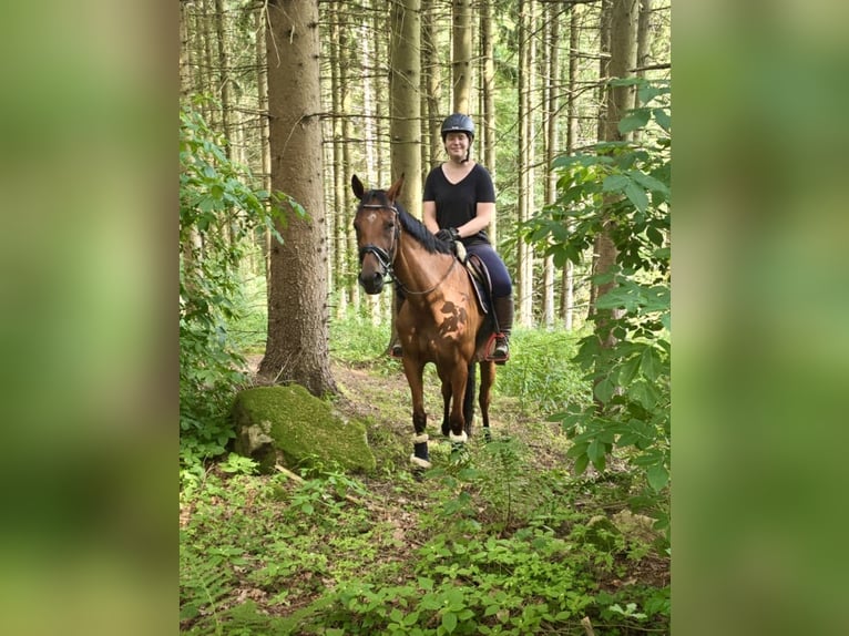Warmblood checo Yegua 9 años 158 cm Castaño in Pelmberg