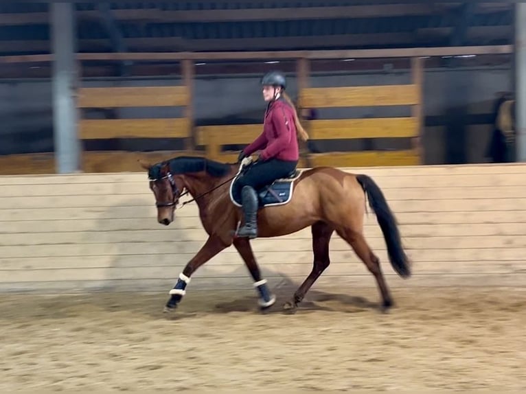 Warmblood checo Yegua 9 años 160 cm Castaño in Pelmberg